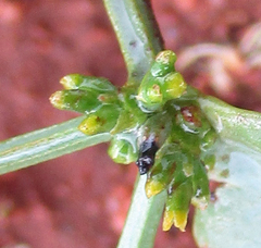 Viscum rotundifolium