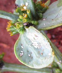 Viscum rotundifolium