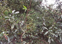 Viscum rotundifolium