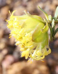Pimelea sulphurea