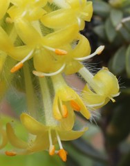 Pimelea sulphurea
