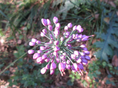 Allium thunbergii