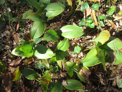 Convallaria keiskei
