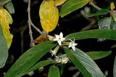 Atractocarpus chartaceus