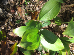 Convallaria keiskei