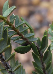 Pimelea sulphurea
