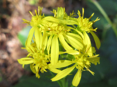 Solidago virgaurea asiatica