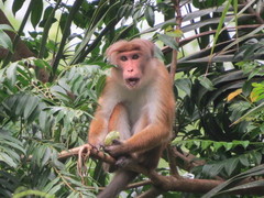 Macaca sinica
