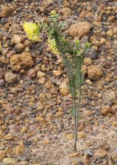Pimelea sulphurea