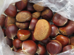 Castanea crenata
