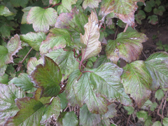 Viburnum sargentii