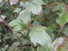 Viburnum sargentii