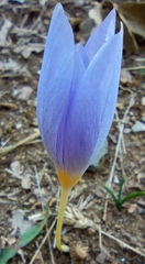 Crocus pulchellus