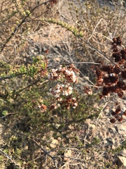Eriogonum fasciculatum