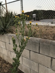 Heterotheca grandiflora
