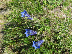 Gentiana acaulis