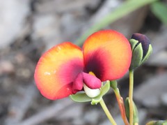 Gompholobium ovatum