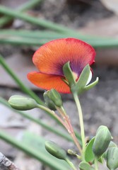 Gompholobium ovatum