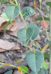 Gompholobium ovatum