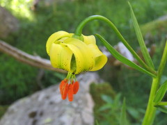 Lilium pyrenaicum