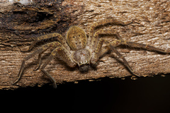 Isopedella