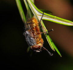 Calliphora stygia