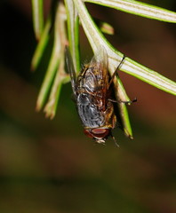 Calliphora stygia