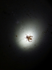 Petaloptila andreinii