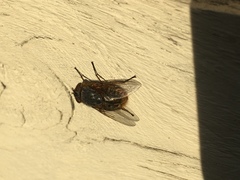 Calliphora stygia