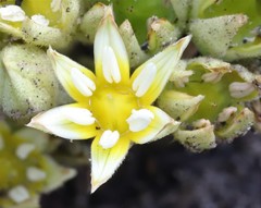 Conostylis serrulata