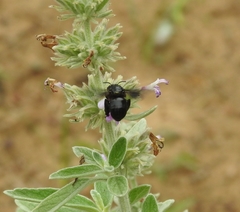 Amegilla violacea