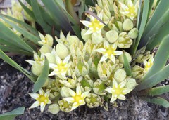 Conostylis serrulata