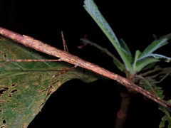 Rhamphosipyloidea