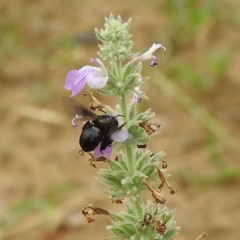 Amegilla violacea
