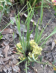 Conostylis serrulata