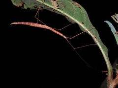 Rhamphosipyloidea