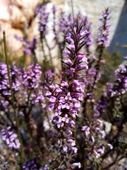 Muraltia juniperifolia