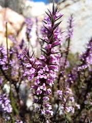 Muraltia juniperifolia