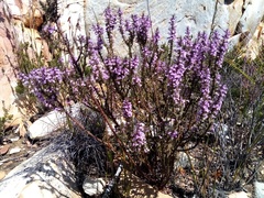 Muraltia juniperifolia