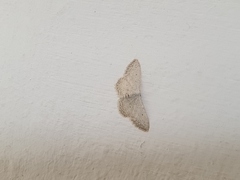 Idaea minuscularia