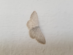 Idaea minuscularia