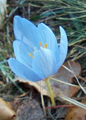 Crocus pulchellus