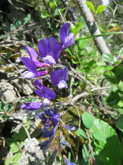 Vicia onobrychioides