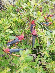 Phymateus morbillosus morbillosus