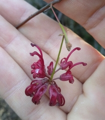 Grevillea diffusa
