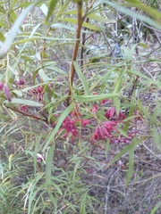 Grevillea diffusa