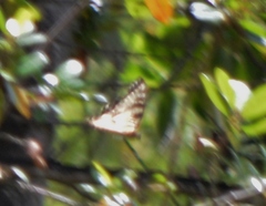 Papilio rutulus