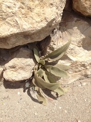 Verbascum sinaiticum