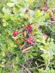 Phymateus morbillosus morbillosus