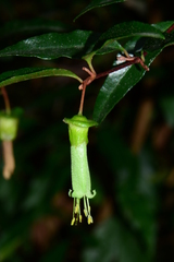 Correa baeuerlenii